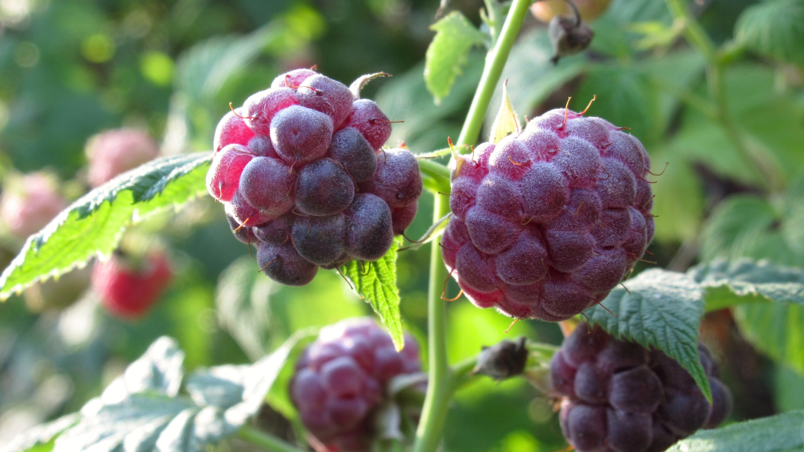 Close-up of a ripe 'Glencoe Purple' raspberry with small, round berries in a deep purple hue hanging among deeply lobed leaves with finely serrated edges.