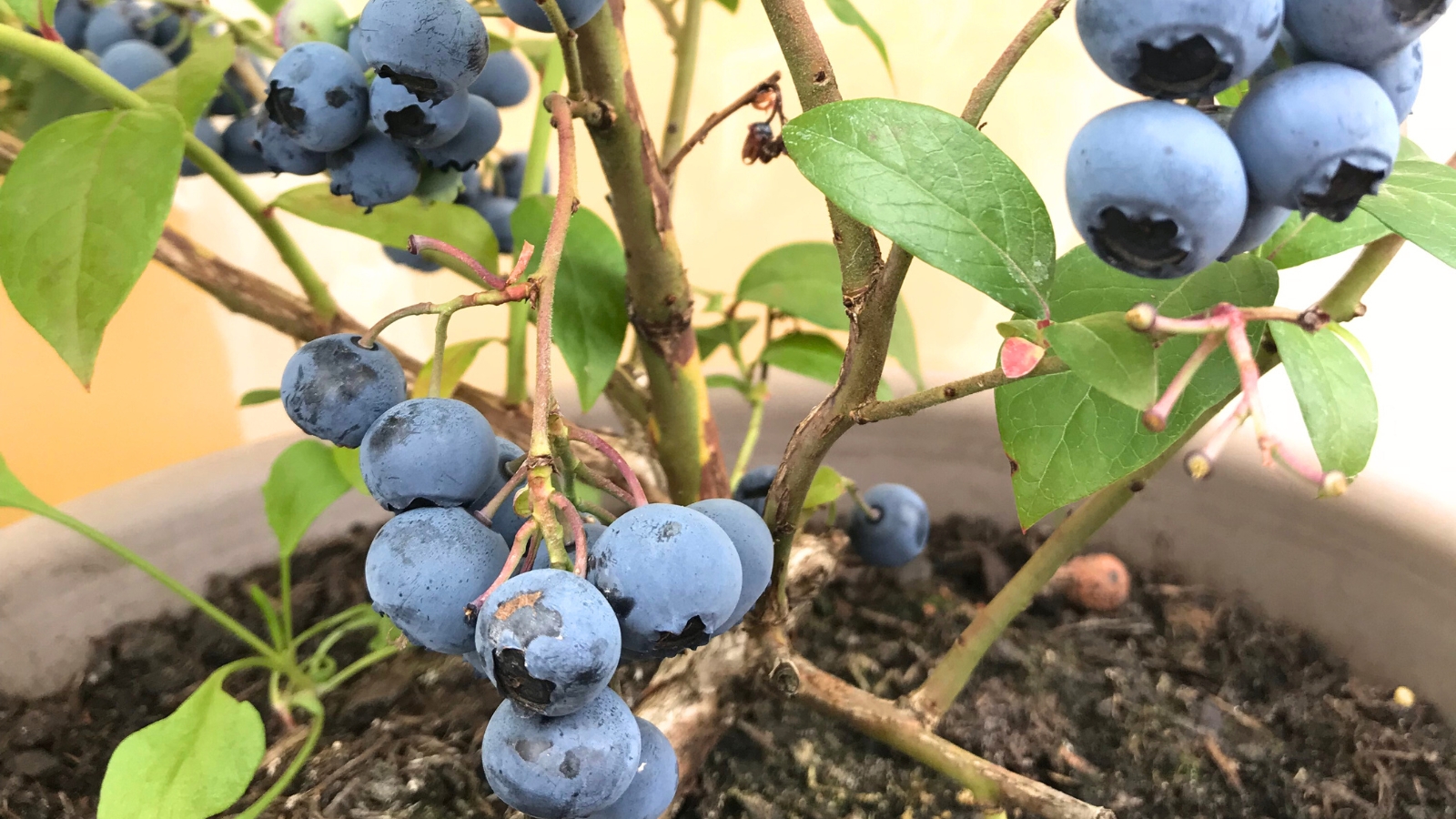 Close-up of Vaccinium corymbosum x Vaccinium angustifolium 'Northsky', showcasing compact, bushy growth adorned with small, oval-shaped blueberries and vibrant green foliage, thriving in a large clay pot.