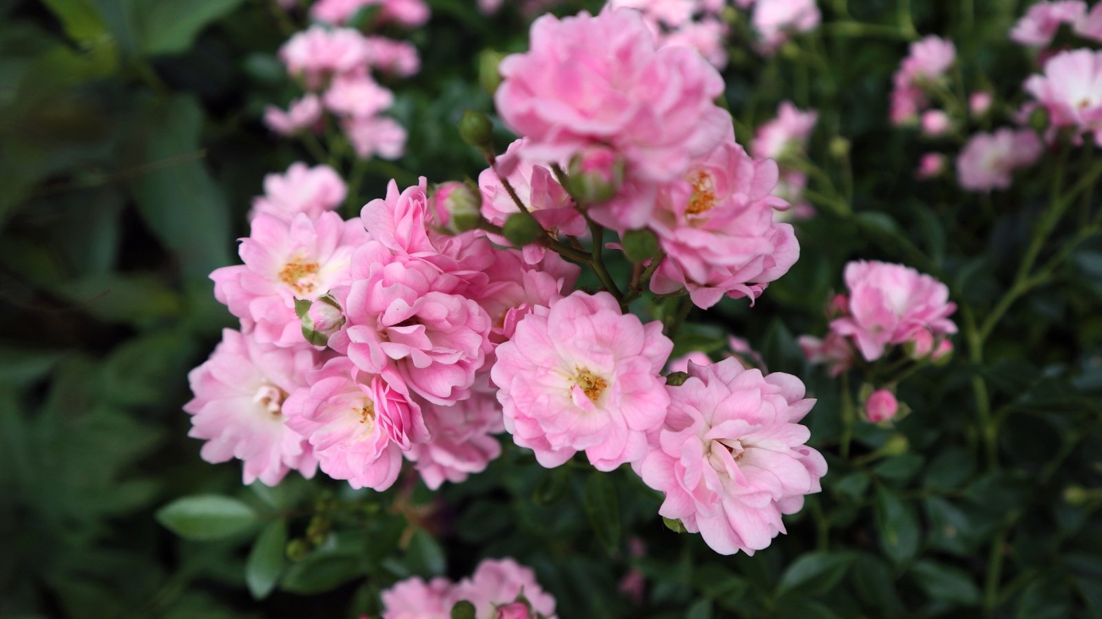 Rosa pimpinellifolia 'Petite Pink Scotch' presents slender, thorny stems, fern-like foliage, and small, double, soft pink flowers.
