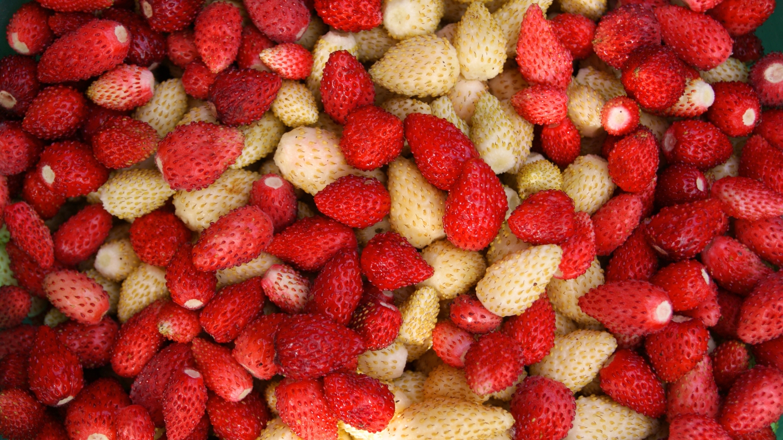 Close-up of freshly picked Fragaria vesca ‘Red and Yellow Wonder Blend’ berries, characterized by their small size, conical shape, and a blend of vibrant red and golden yellow hues.