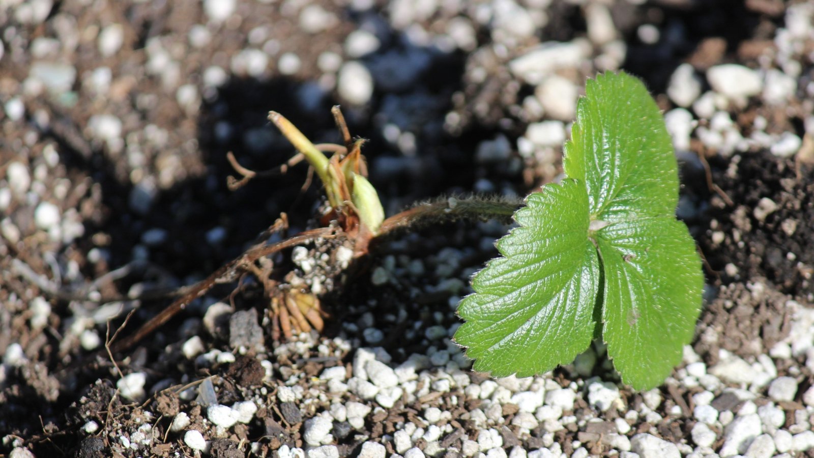 A close-up reveals a bare root strawberry nestled low on the ground, awaiting planting. Its vibrant green leaves shimmer in the sunlight, promising future growth and juicy fruit to come.