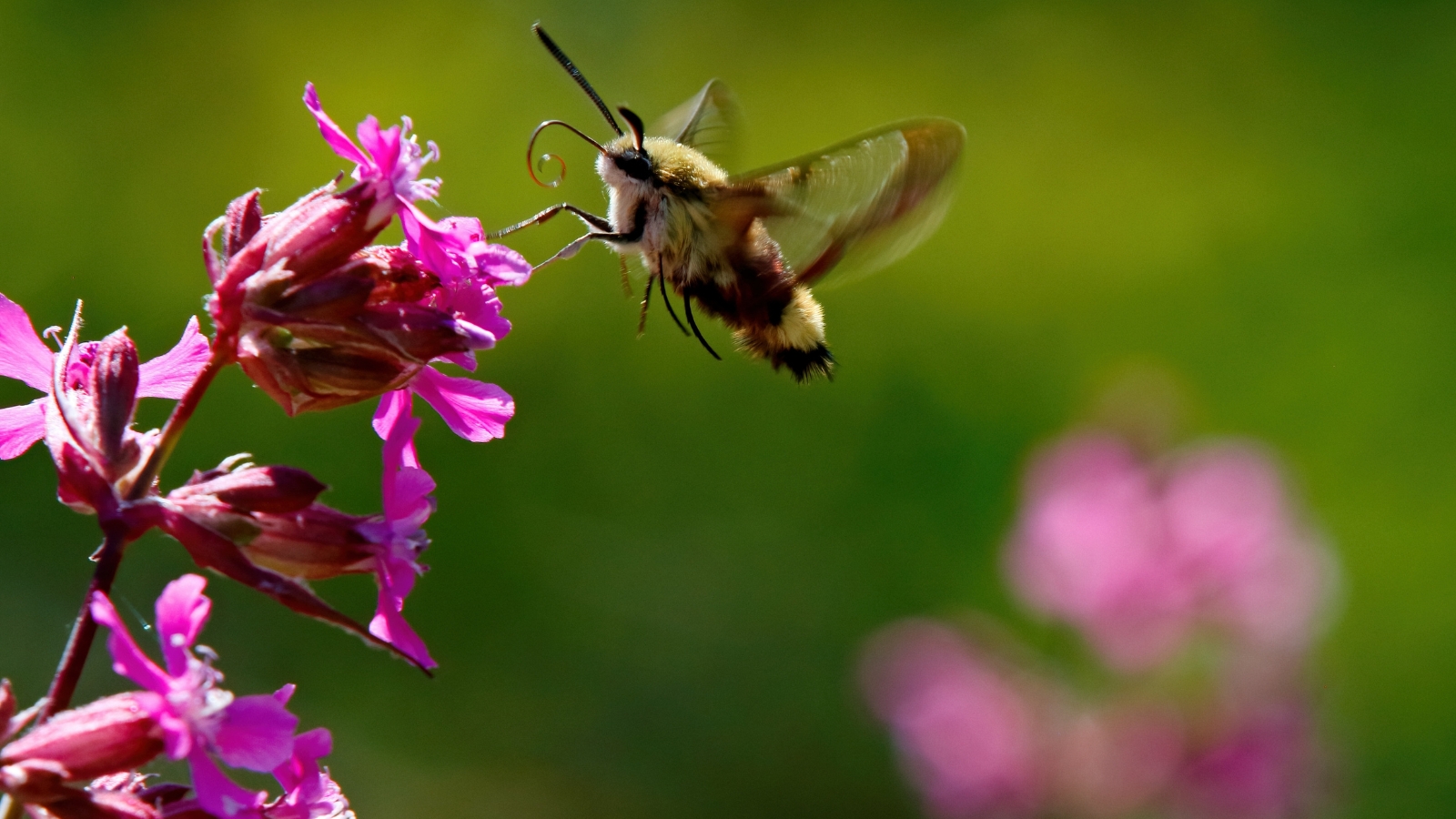 A broad-bordered bee hawk hovers gracefully, its wings a blur, seeking nectar among vibrant purple sticky catchfly blooms, a delicate dance of pollination in the midday sun.