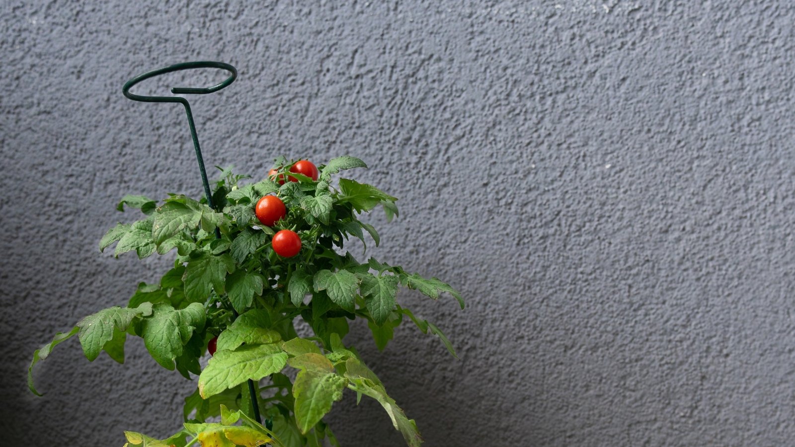 A 'Tiny Tim' tomato vine is growing supported by a metal stick, set against a rough gray wall that provides a stark contrast to the green leaves and red fruits.