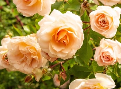 A close-up of peach roses, their delicate petals unfurling in exquisite detail. Against a lush green backdrop, the leaves provide a natural contrast, accentuating the warmth of the floral arrangement.