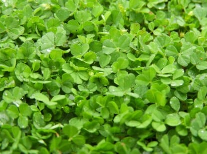 A close-up of a microclover lawn revealing the intricately patterned microclover leaves. They are small and delicate, with a vibrant green color, creating a lush and dense ground cover.