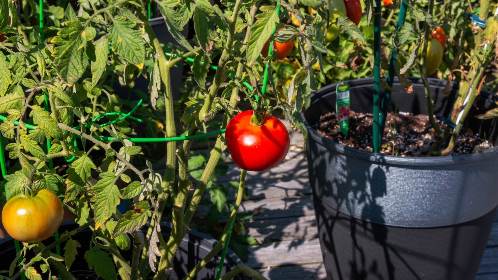 Sunlight bathes the 'Better Bush' tomato vine, highlighting its verdant leaves and the contrasting colors of its ripe red and unripe green fruits.