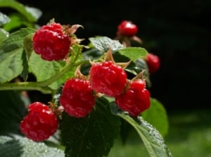 A vibrant cluster of 'Heritage' Raspberries reveals plump, ruby-red fruits glistening in the sunlight. Each succulent berry promises a burst of sweet and tart flavors. Surrounding the berries, lush green leaves add a touch of freshness and vitality.