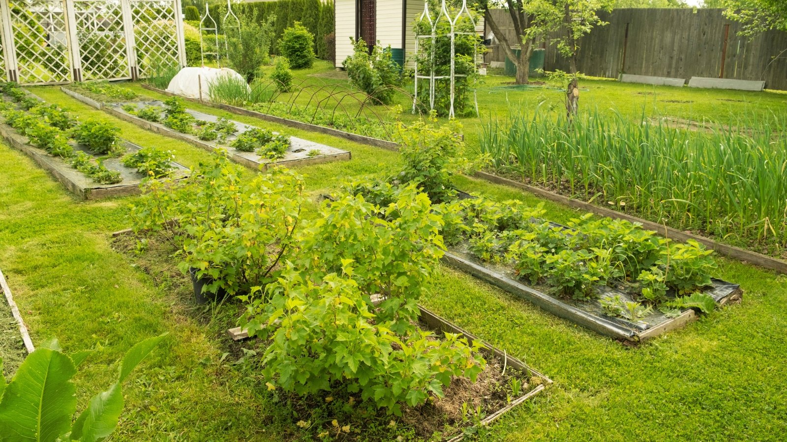 A well-tended vegetable garden with rows of vibrant green plants, promising a bountiful harvest of fresh produce for healthy meals and satisfying culinary adventures.