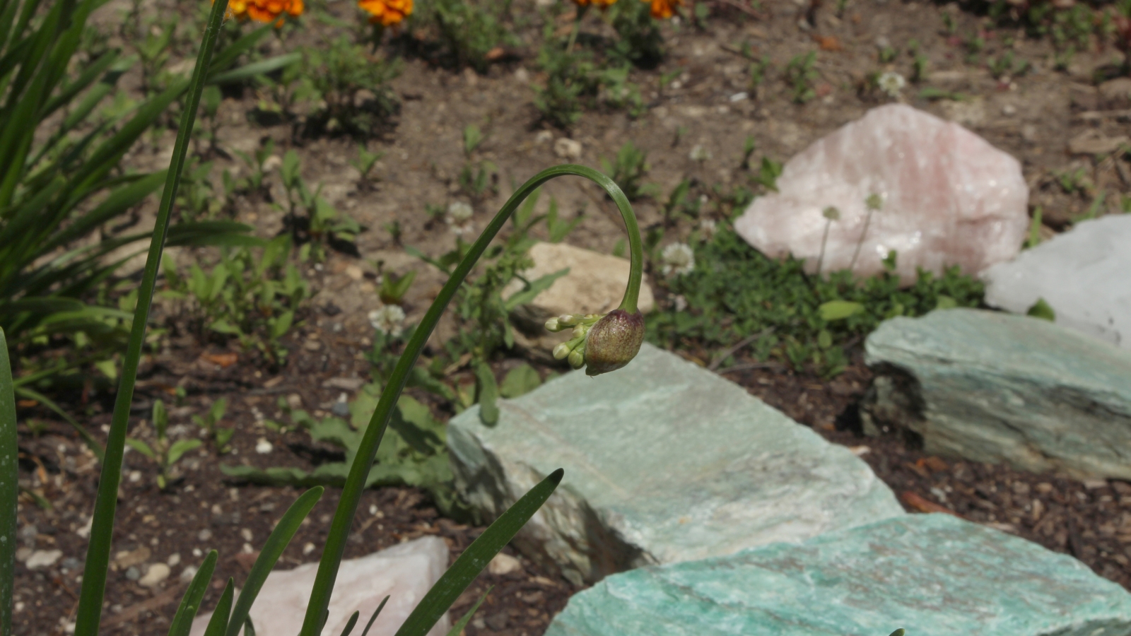 A slender green stem of nodding onion plant emerges, bearing a promising brown flower bud ready to bloom. In the blurred background, the ground is strewn with large rocks and weeds, adding a natural ruggedness to the scene.