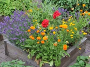 Vibrant flowers bloom in a compact raised bed, their petals bursting with colors, complemented by lush green foliage. Surrounding this floral oasis, other raised beds thrive with verdant plants, creating a lively and harmonious garden scene.