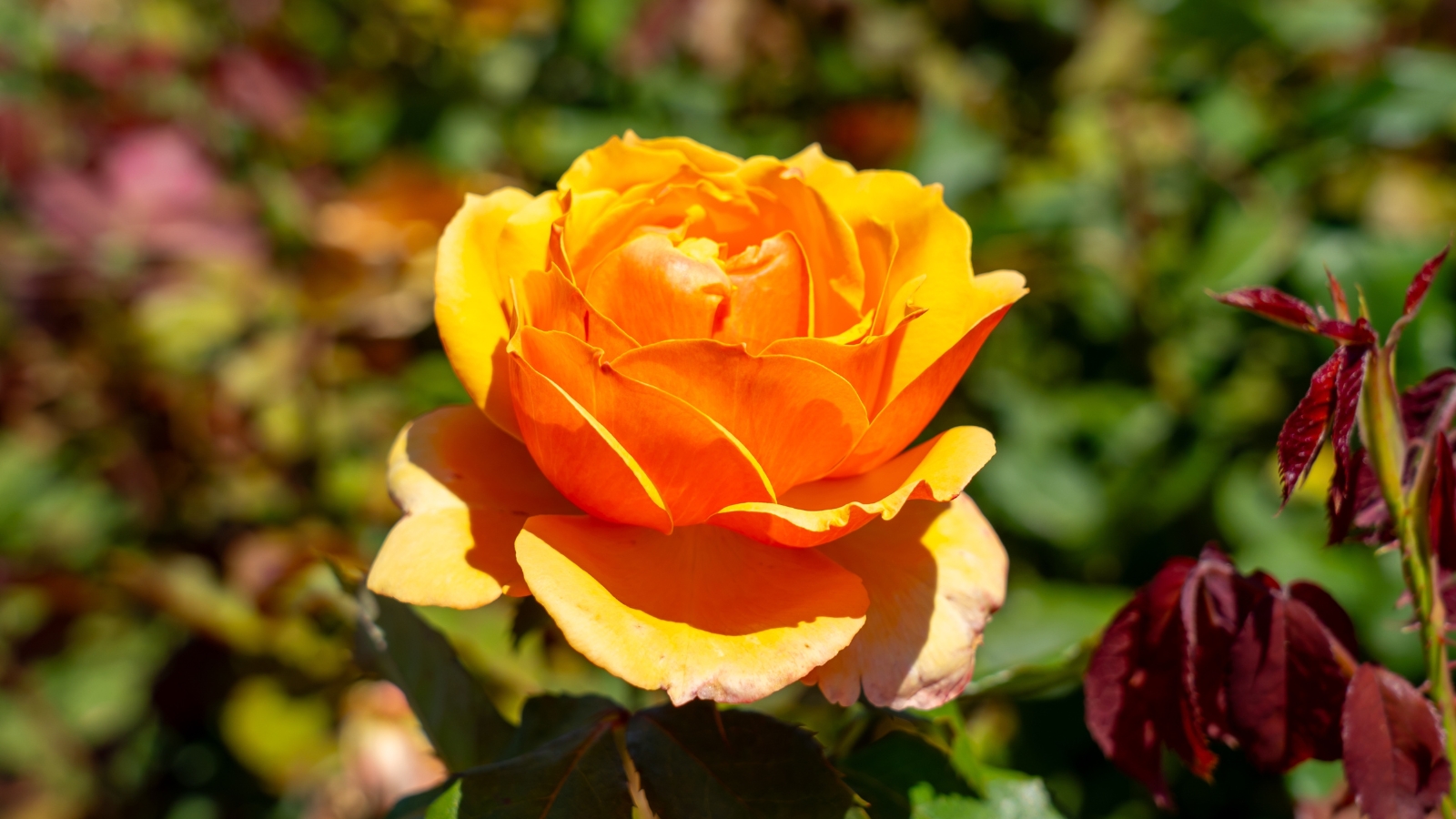 A vibrant orange 'About Face' rose basking in sunlight, set against a lush green backdrop, creating a serene and vivid image of nature's beauty.
