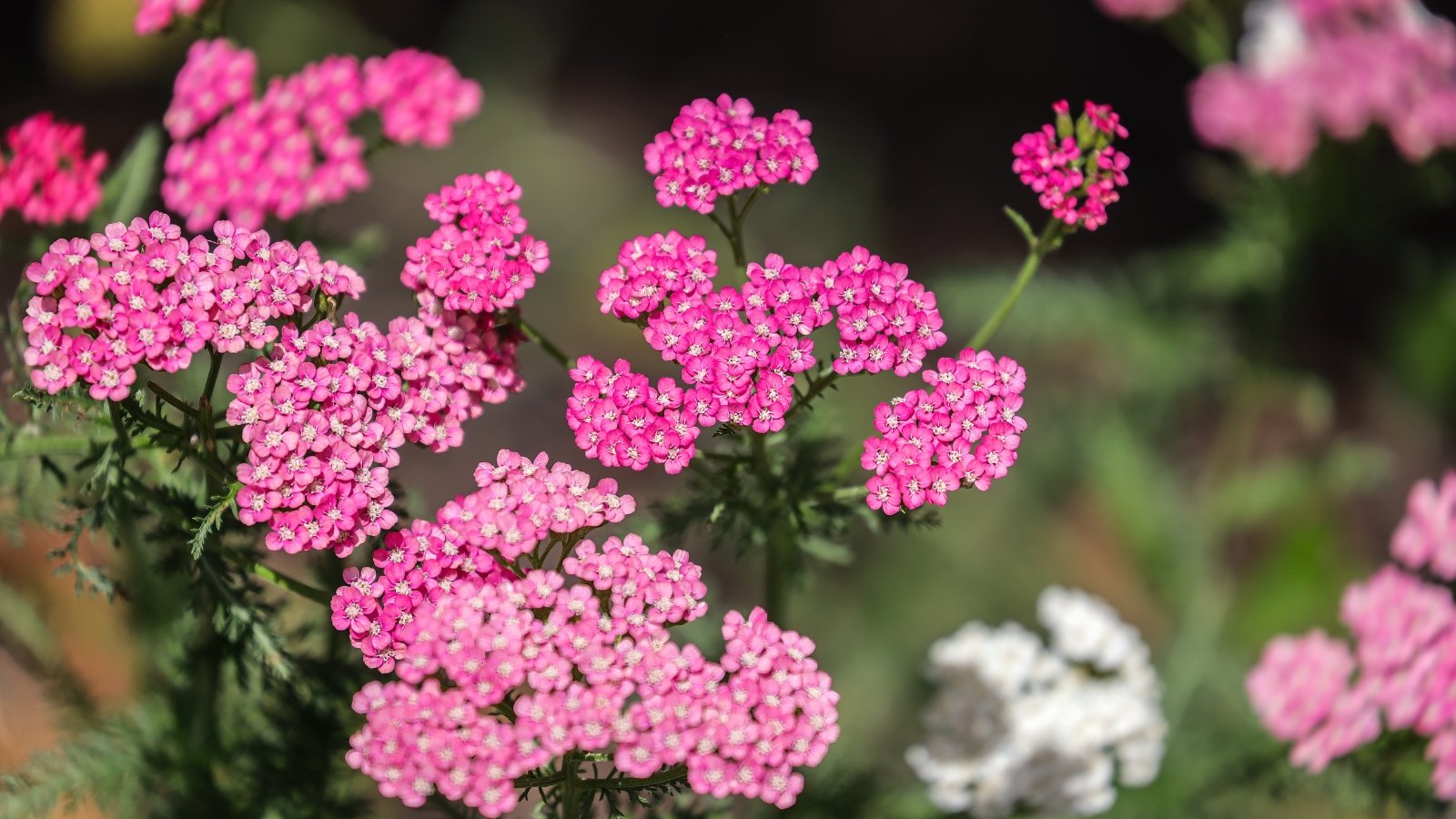 Pink yarrow blooms, bathed in sunlight, contrast against lush green foliage, creating a vibrant scene of nature's harmony under the radiant sun's glow.