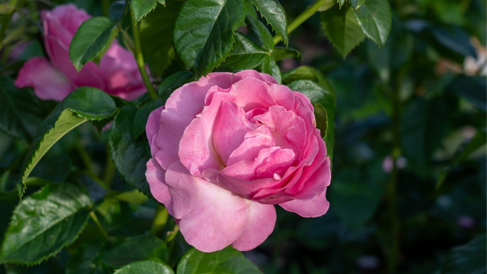 A pink 'All Dressed Up' rose blooms elegantly amidst deep green foliage, showcasing its delicate petals and exquisite beauty in a harmonious garden setting.