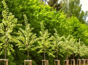 In a city park, a row of young trees stands in neat alignment, each one carefully tied to pegs for support and growth. Towering trees in the background provide a striking contrast.