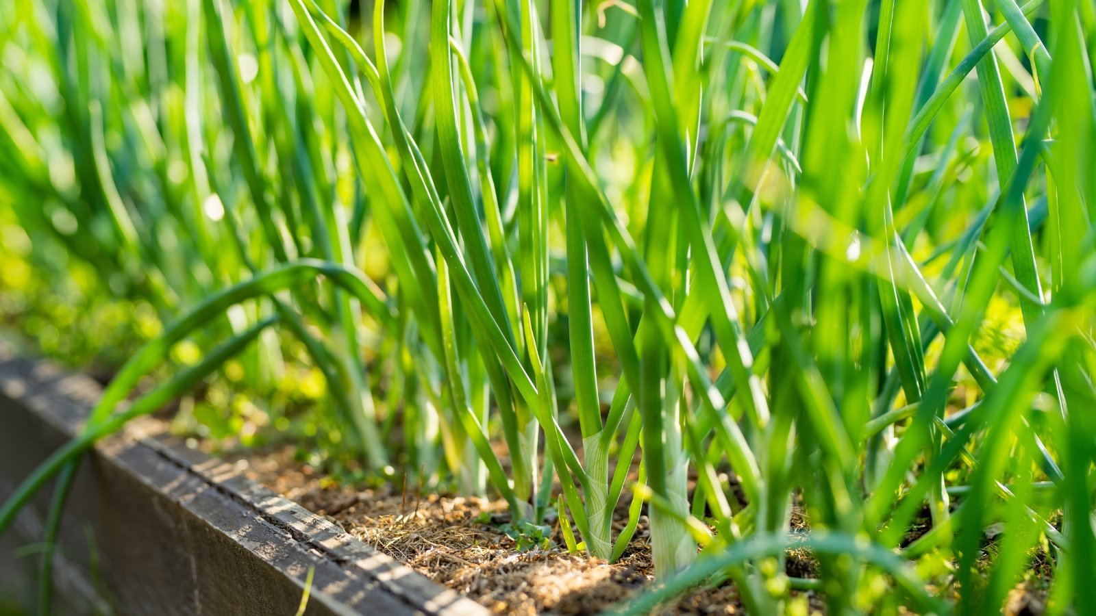 Wooden raised bed with growing Onion plants that have slender, tubular, green leaves that emerge from a bulbous base.