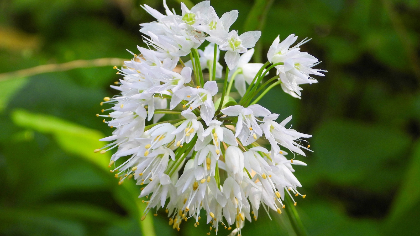 White nodding onion flowers bloom delicately in a cluster, each petal a graceful curve in nature's ballet. Behind them, a blurred tapestry of lush green foliage unfolds, a backdrop of life and vitality.