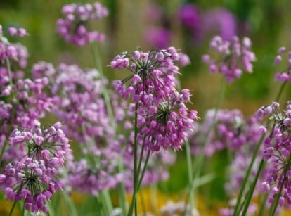 Multiple purple nodding onion flowers sway gently, a testament to nature's artistry. Their slender, resilient stems stand tall, offering a striking contrast to the delicate beauty of the blossoms they proudly bear.