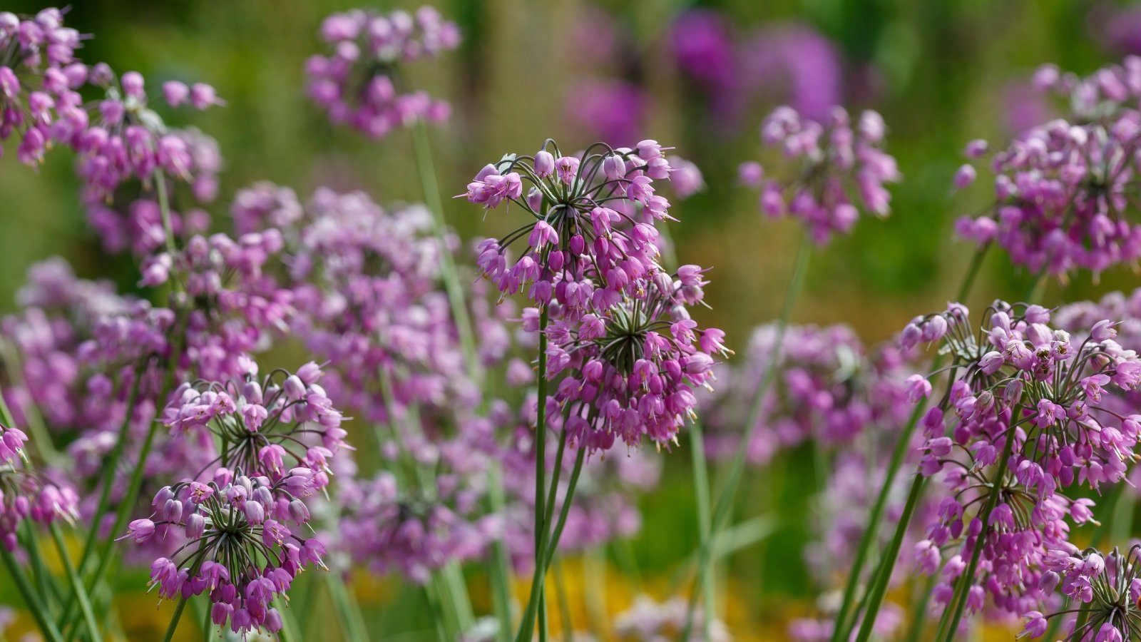 Multiple purple nodding onion flowers sway gently, a testament to nature's artistry. Their slender, resilient stems stand tall, offering a striking contrast to the delicate beauty of the blossoms they proudly bear.