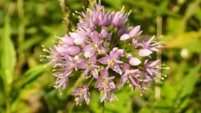 A cluster of purple nodding onion flowers gleaming under the sun, surrounded by blurred lush green leaves catching the same rays. Nature's vibrant hues dance together in a serene harmony, painting a picturesque scene of radiant beauty.