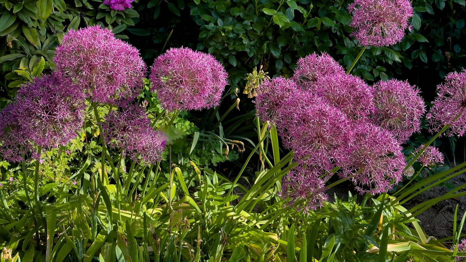 Close-up of blooming Alliums in a sunny garden. Alliums present tall, slender stems topped with spherical clusters of tiny, star-shaped flowers in shades of purple, emerging from strappy green leaves.