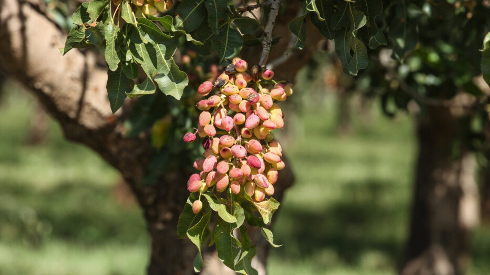 Close up of a large, mature, pistachio tree with a low, hanging cluster of red nuts that look black, shriveled and diseased.