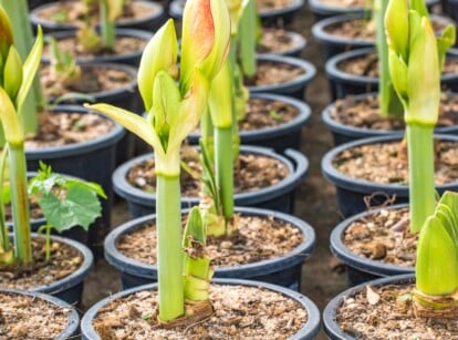 Close-up of many potted amaryllis not blooming. Emerging from a bulb, the sprouts of the Amaryllis unfurl into tall, sturdy stems that rise with a graceful curve. The stems bear large, teardrop-shaped buds that hold the promise of vibrant blooms.