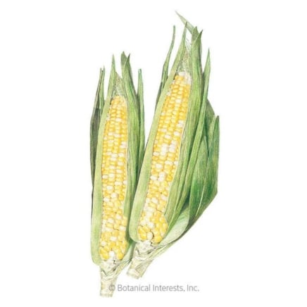 Ambrosia Sweet Corn Seeds