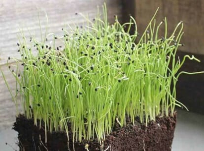 American Flag leek microgreens