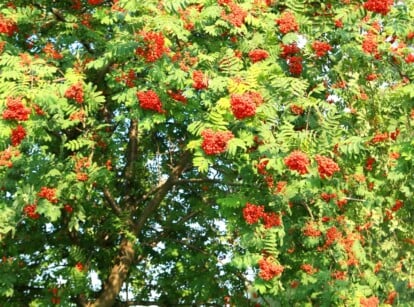 View of the American Mountain Ash tree against a blue sky. It features a narrow, upright crown with ascending branches. The tree's compound leaves are pinnate and alternate, consisting of 9 to 15 leaflets that are lanceolate in shape and serrated along the edges. The tree produces clusters of small bright red berries.