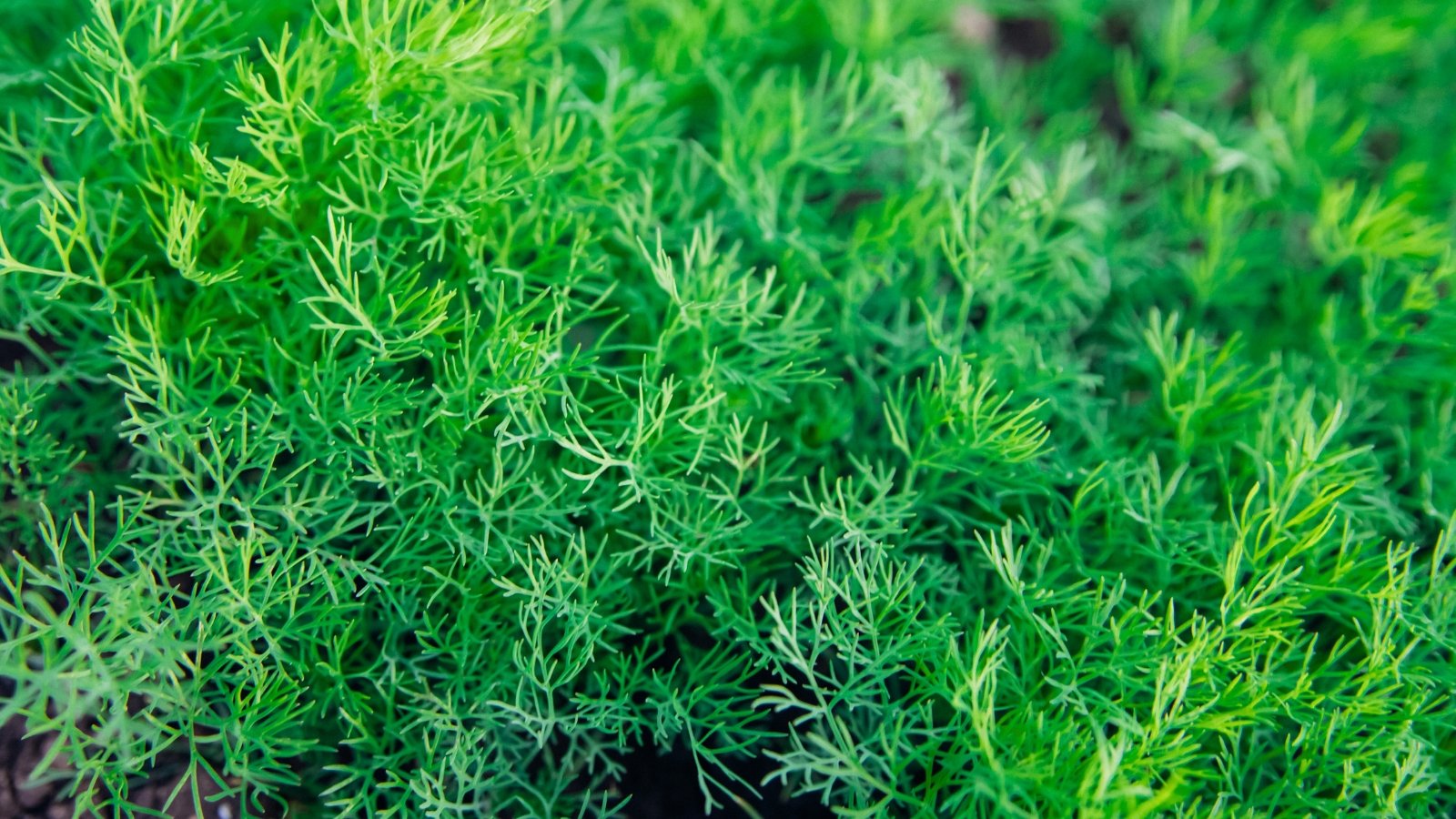 A close-up of a growing Dill plant which features feathery, fern-like leaves in a rich green color.