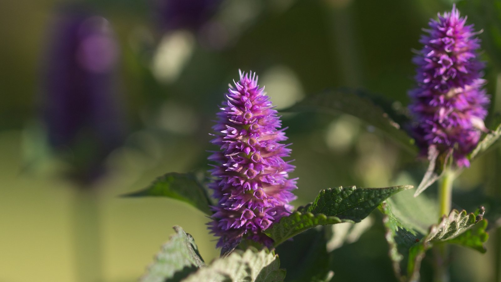 A close-up of purple flowers blooming on anise hyssop, gracefully contrasting with lush green leaves underneath, capturing the delicate beauty of nature in exquisite detail.