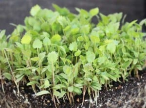 Anise microgreens