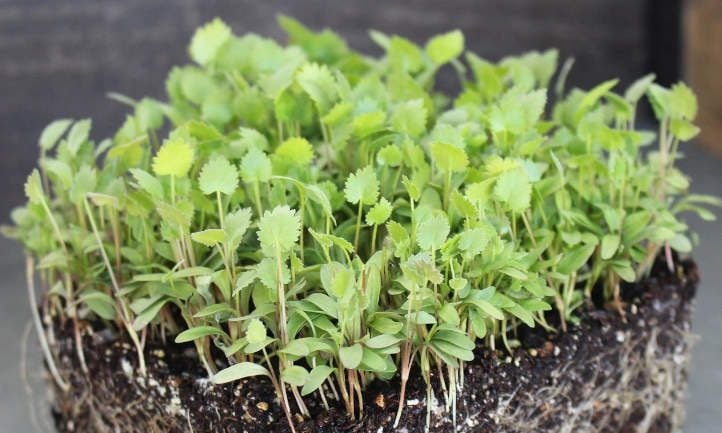 Anise microgreens