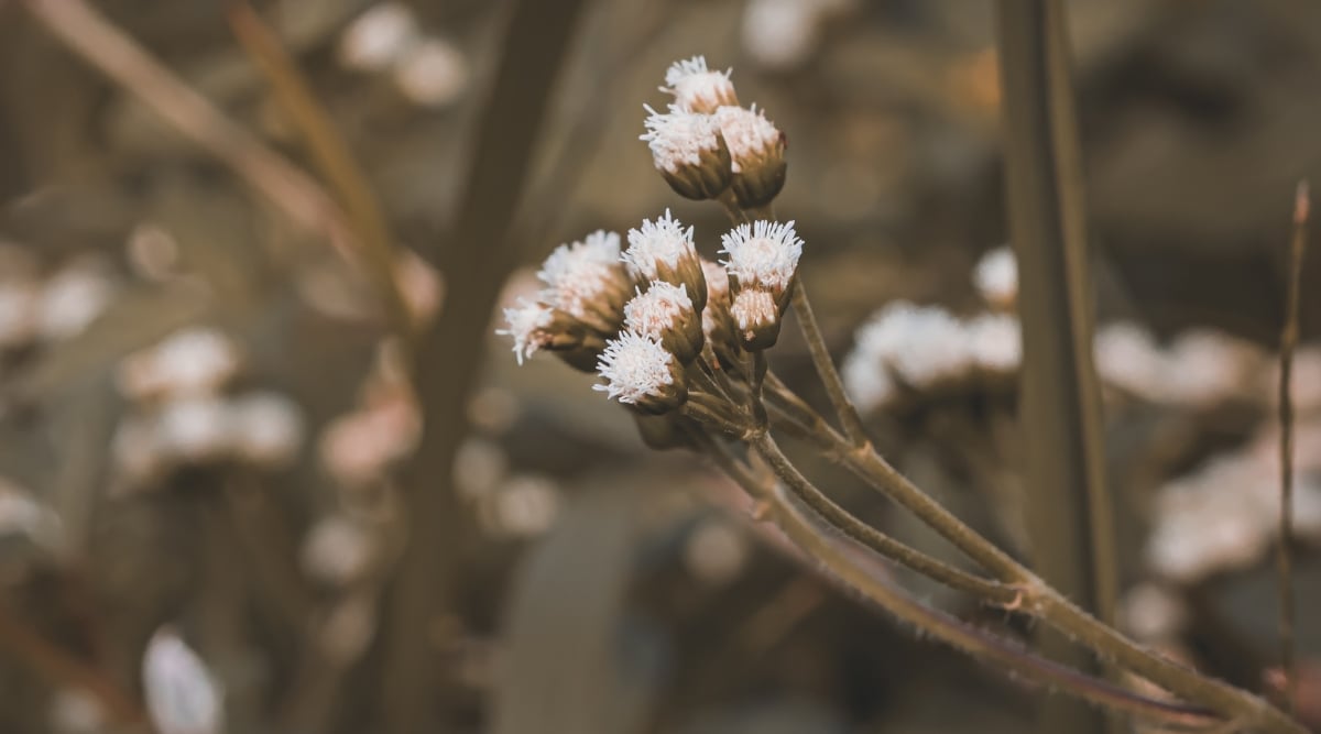 A close-up on a Pussytoes plant, featuring taller flower stalks topped with fuzzy white flower clusters. The blurred background shows numerous instances of the same plant, creating a delightful scene.