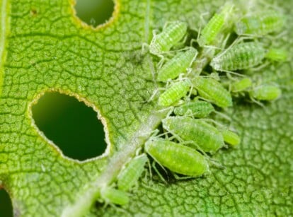 A close-up of aphids infesting a green leaf. The tiny green aphids are voraciously feasting on the leaf, leaving a trail of small holes in their wake. The leaf's surface shows signs of damage caused by the infestation.