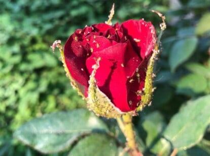 Insects eating roses that are growing in the garden.