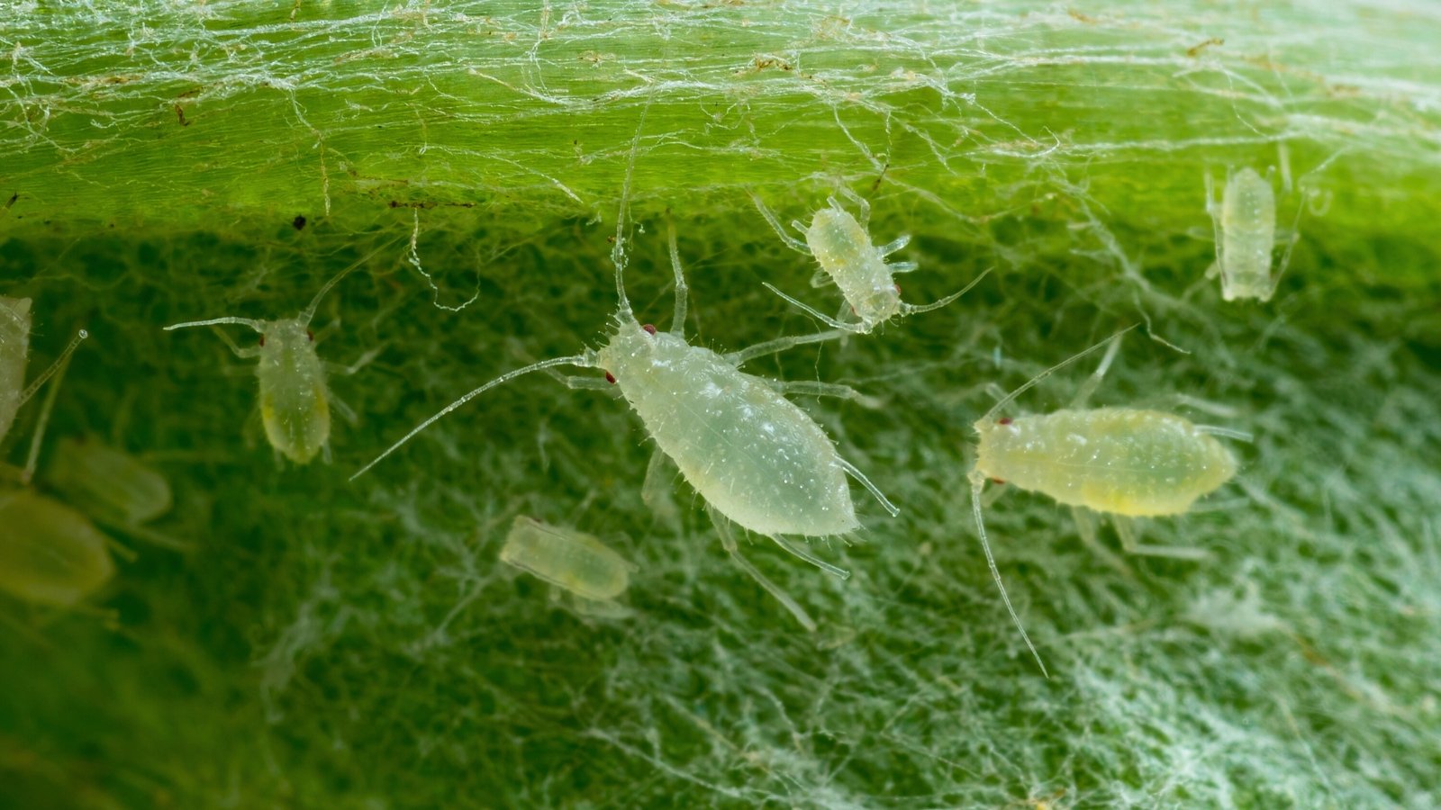 Close-up of aphids on a leaf, which appear as tiny, soft-bodied insects with pear-shaped bodies, pale green in color.