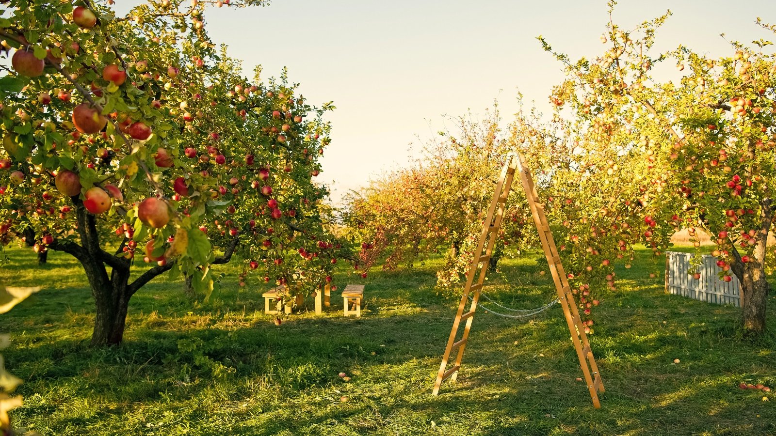 The backyard apple orchard showcases rows of trees with gnarled branches, vibrant green leaves, and clusters of red and green apples, with a wooden ladder standing between the trees.