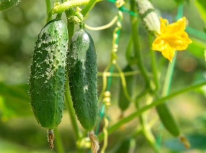 April crops. Close-up of cucumbers growing in a sunny garden against a blurred background of a sunny garden. The cucumber plant is characterized by sprawling vines adorned with large, lobed leaves that are deeply veined and a vibrant green color. Alongside the foliage, the plant produces bright yellow flowers with five petals. These flowers give way to elongated, cylindrical fruits with smooth, thin skins, and dark green colors. These fruits have a pimply texture.