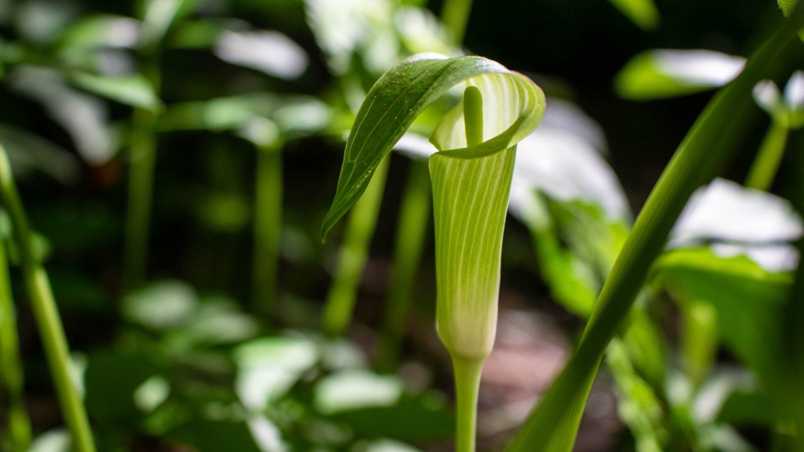 The Arisaema triphyllum ‘Mrs. French’ features a distinctive, elegantly striped green and white spathe that arches over a pale spadix, complemented by large, glossy, trifoliate leaves.
