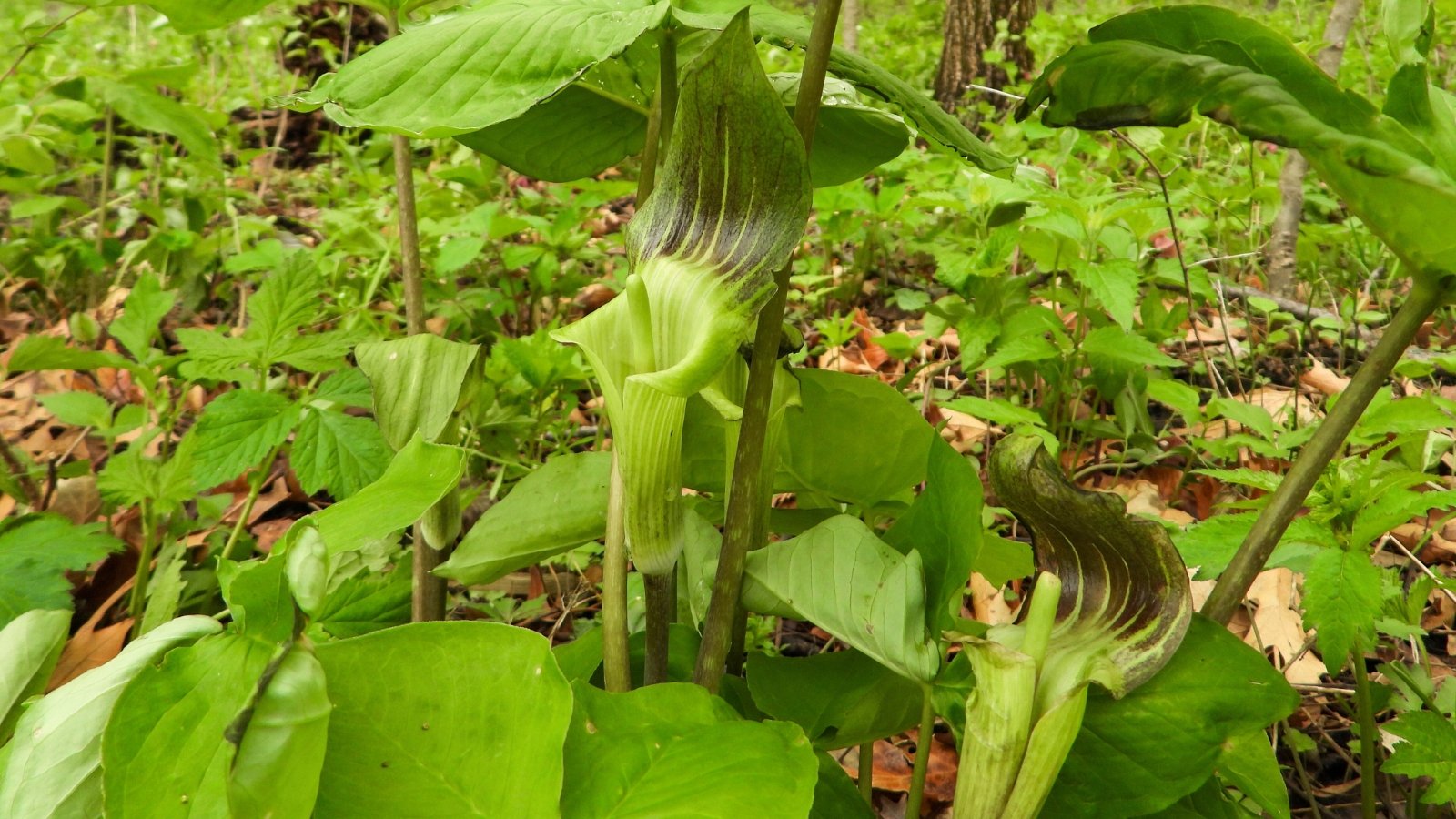 The jack-in-the-pulpit presents an intriguing floral structure with a hooded spathe sheltering a spadix, set amidst broad, green, three-part leaves.