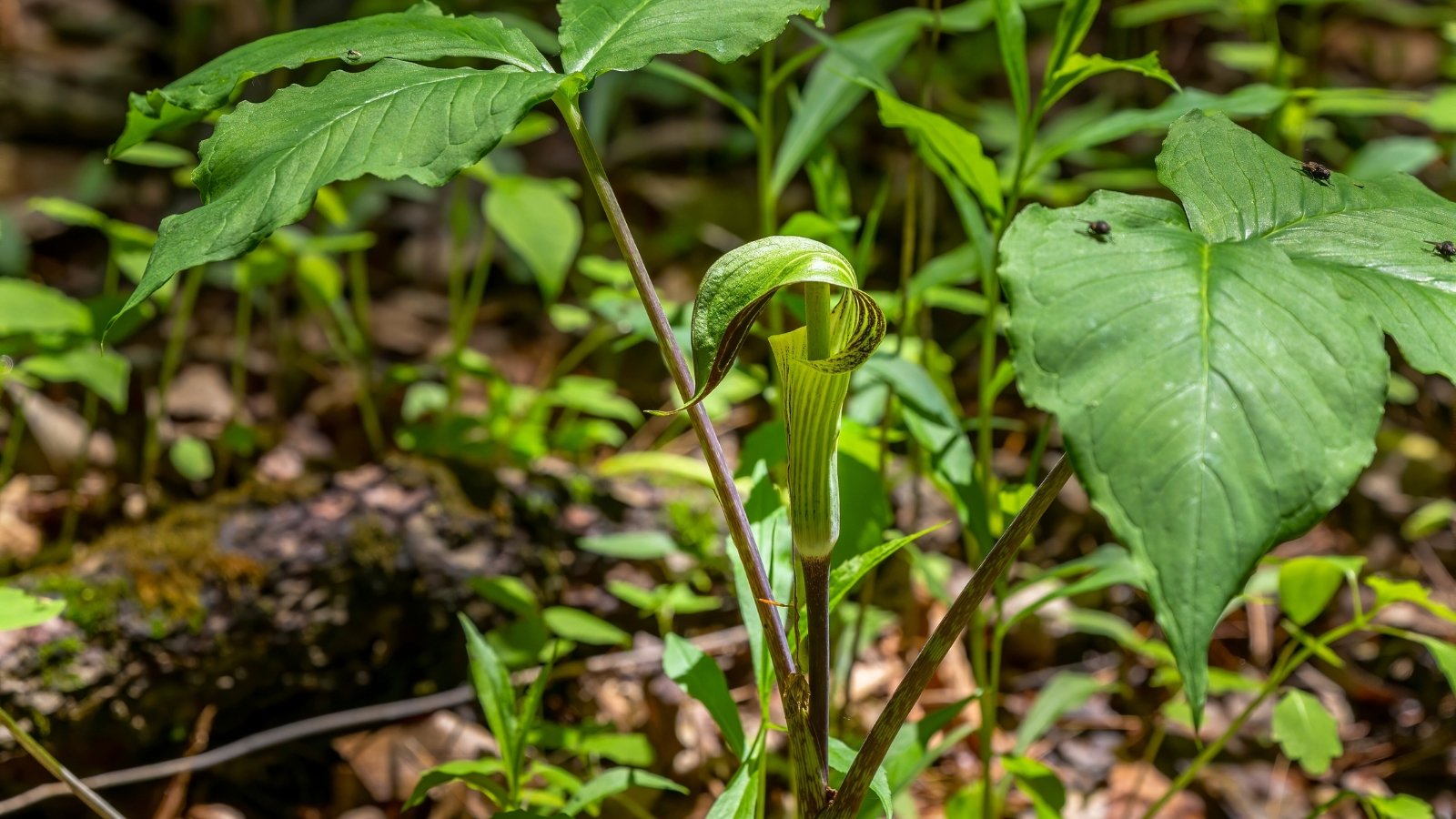 Jack-in-the-pulpit showcases a curious, pitcher-like flower with a protective hood over a central spike, framed by broad, divided leaves.