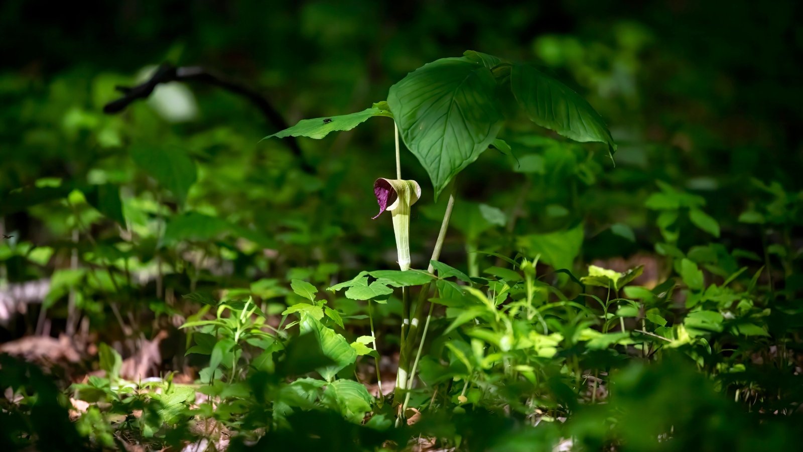 Featuring a tubular spathe that arches protectively over a spadix, the jack-in-the-pulpit is framed by glossy, three-parted leaves in a shady garden among young plants.
