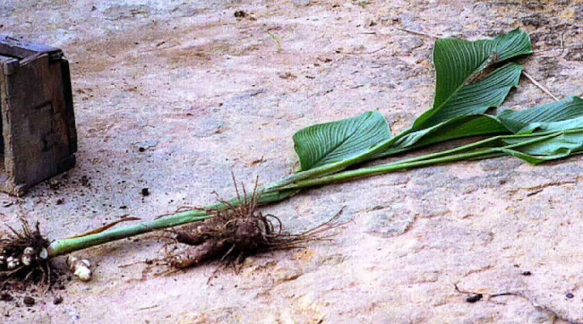 Arrowroot plant