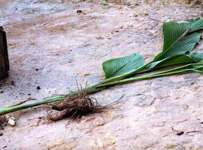 Arrowroot plant