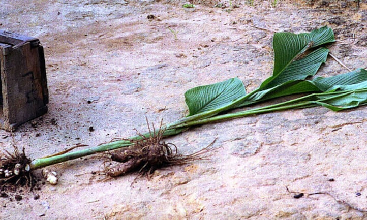 Arrowroot plant