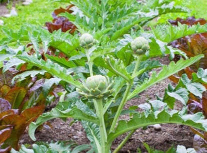 One row of globe artichoke plants planted in the middle of two rows of red romaine lettuce that has vibrant dark red-burgundy leaves. The artichoke heads grow atop thick, green stems with long split-leaves growing from the main thick stem. Three artichoke heads grow in round spheres. The garden has slightly rocky soil on the top and lush green grass grows in the background.