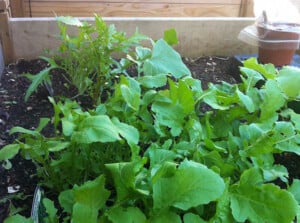 Arugula companion plants