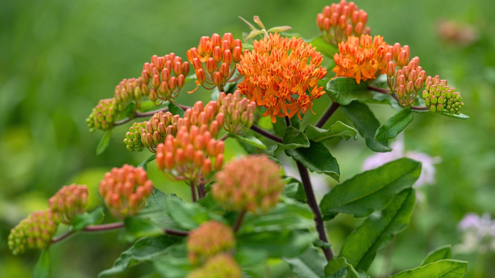 Asclepias tuberosa features stout stems and lanceolate leaves, bearing clusters of bright orange, butterfly-attracting flowers.