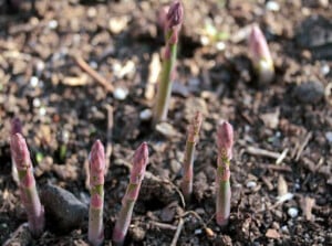 Asparagus companion plants